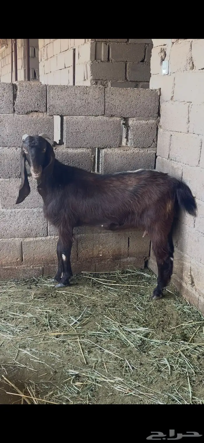 عنز هجين شامي على قبرصي 1