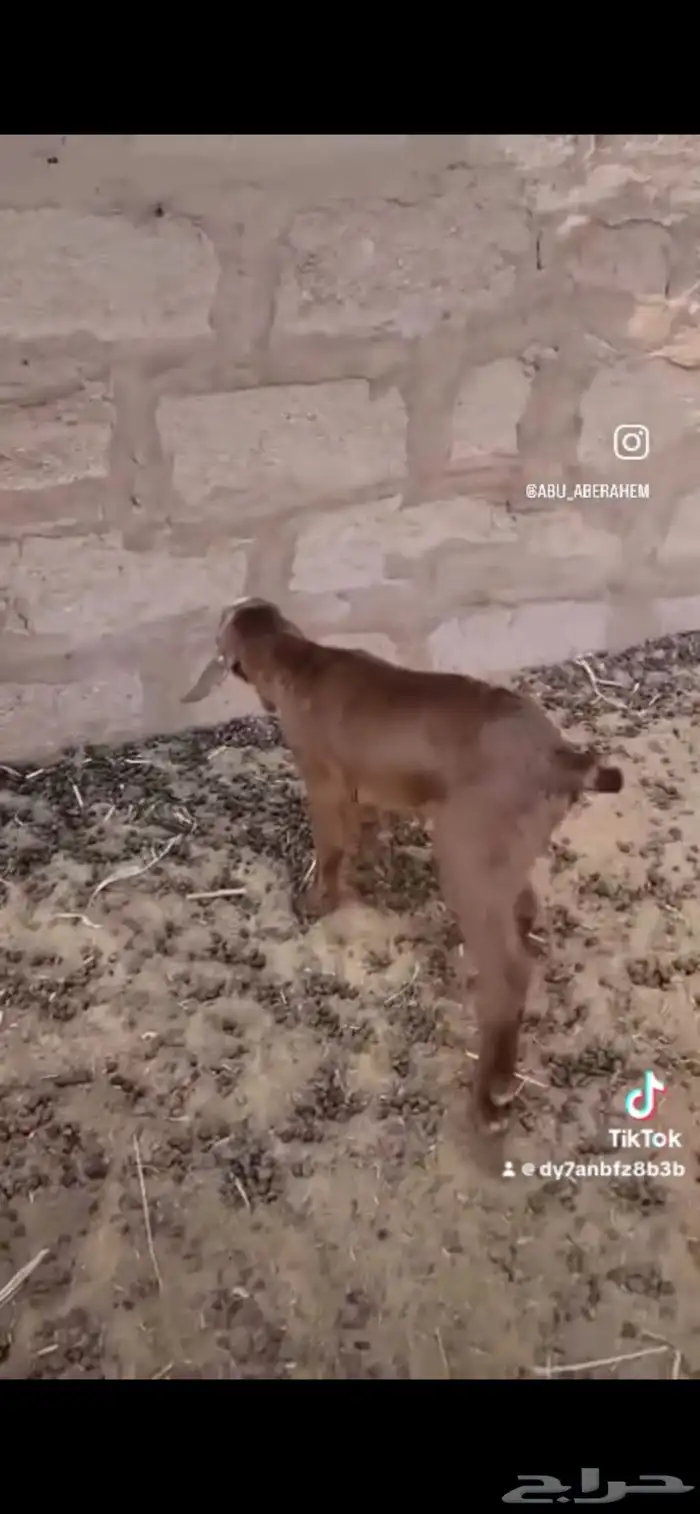 داغورتيس جنوبي طيب 0