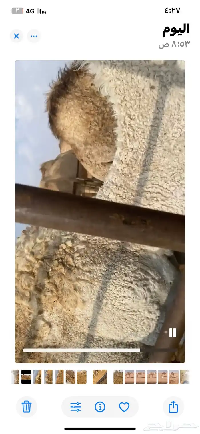 للبيع قعودين مفاريد وقعود لقي 1