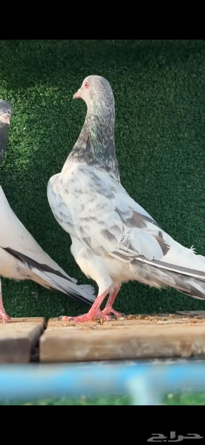 حمام باكستاني 2