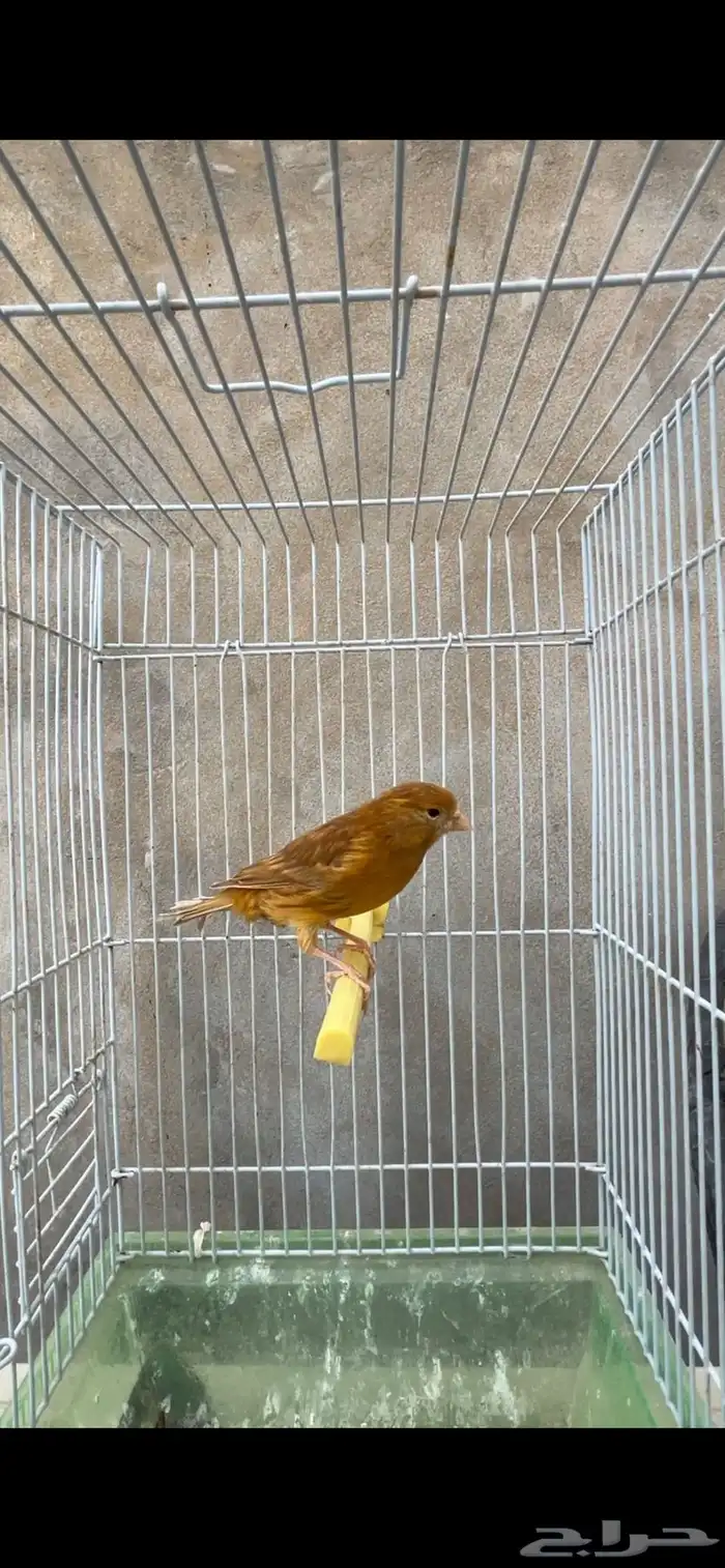 ماشاءالله أنثى جاهزه 2