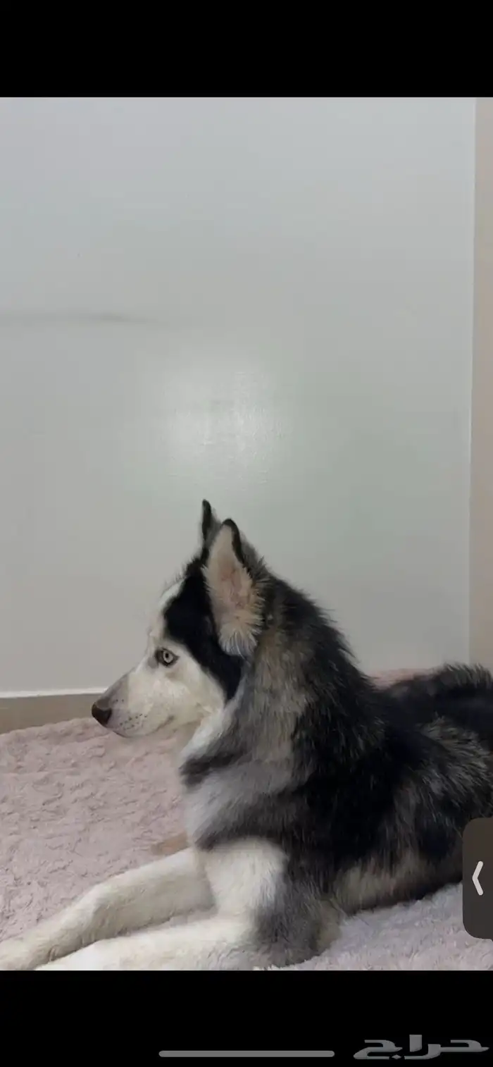 هاسكي للتبني 1