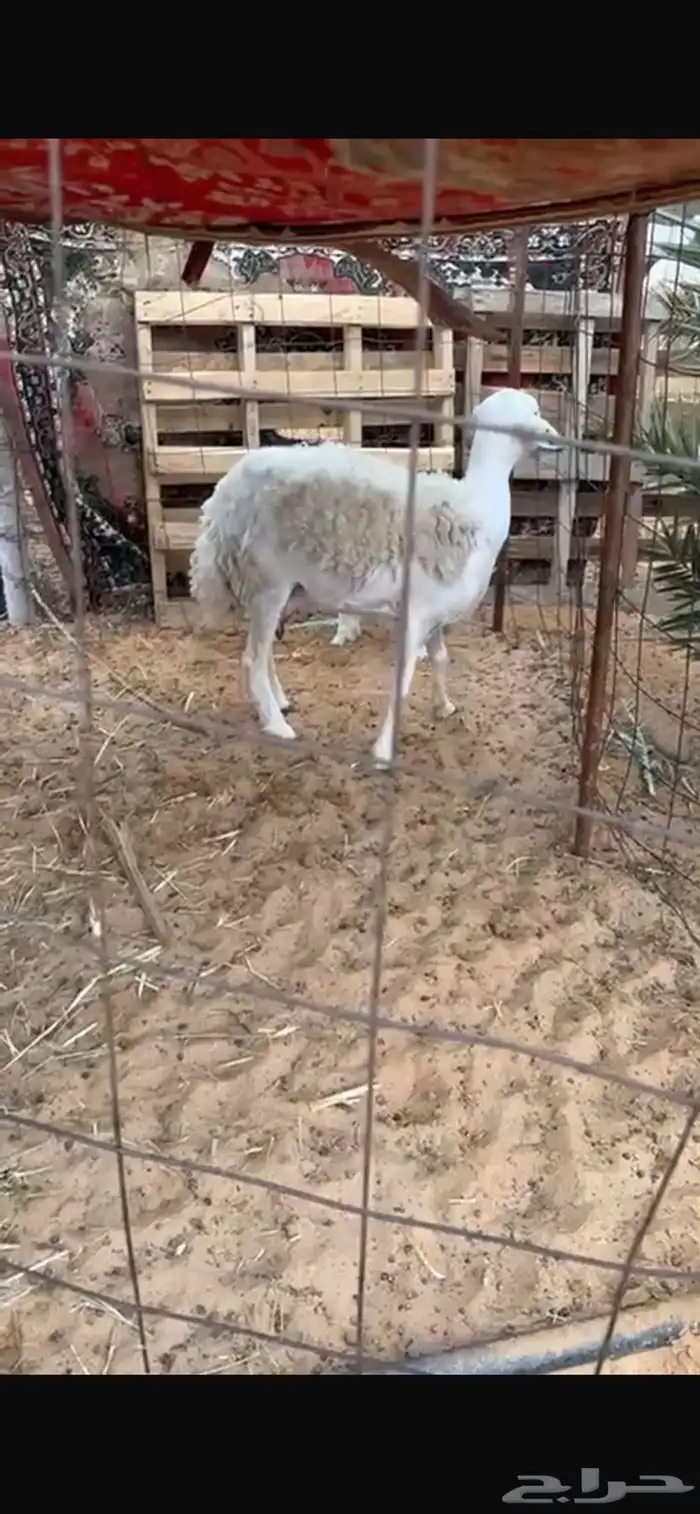 ثنيه والد حريه(( تممم البييع )) 1