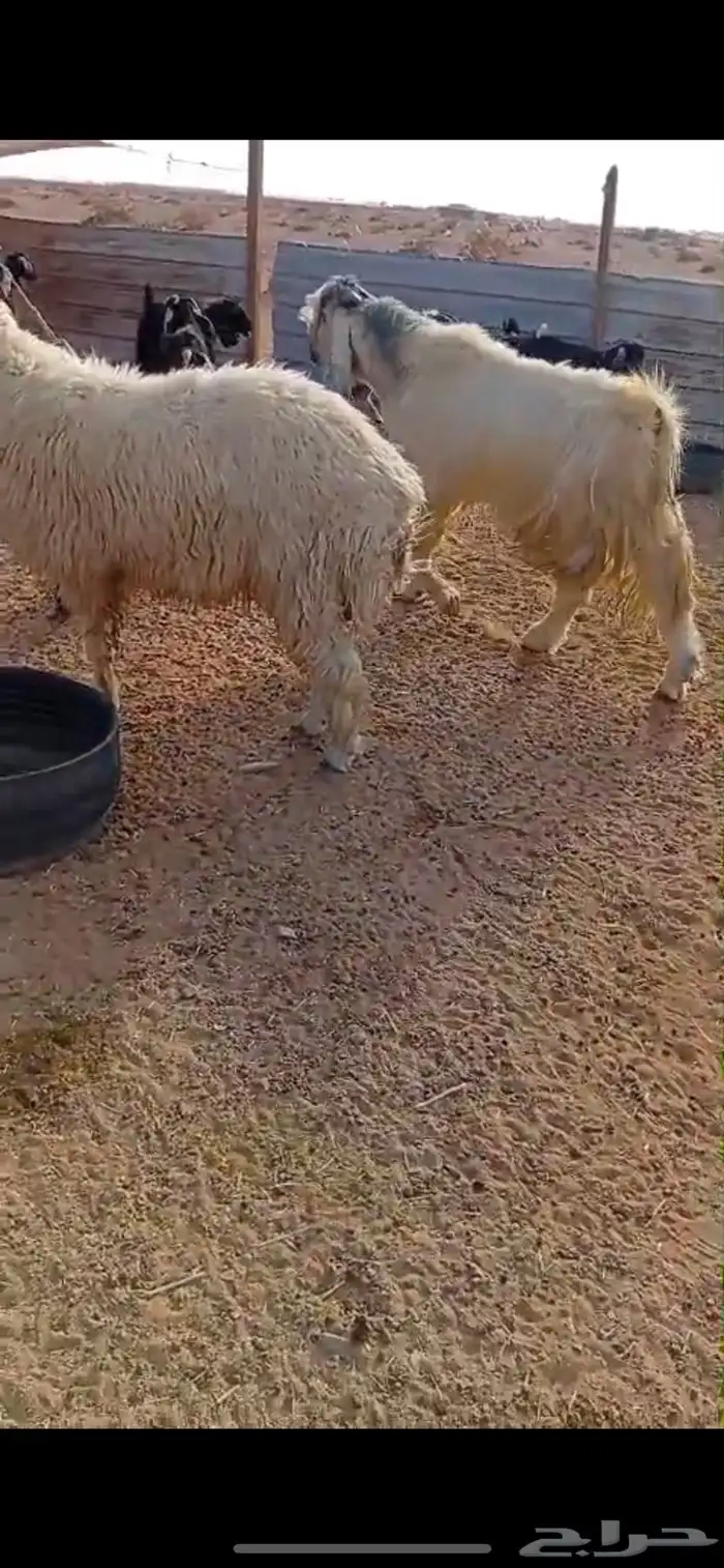 تيس مشروك فاخر 1