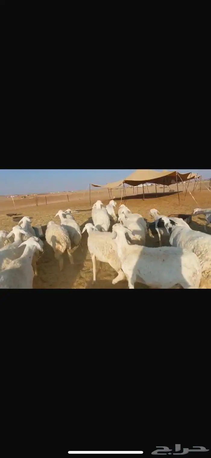 للبيع ضان مولده العدد35 تحتها 33 0