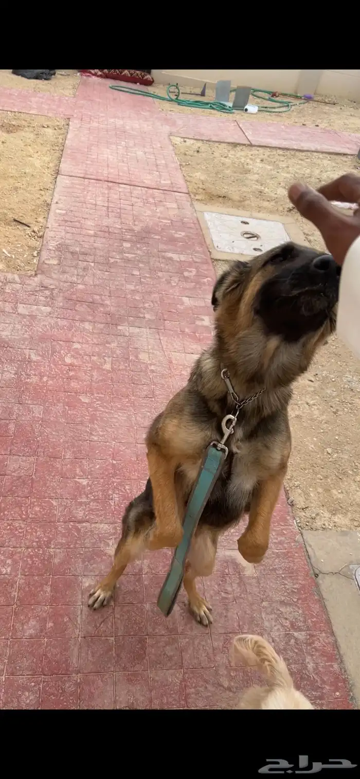 للبيع جيرمن انثى 2