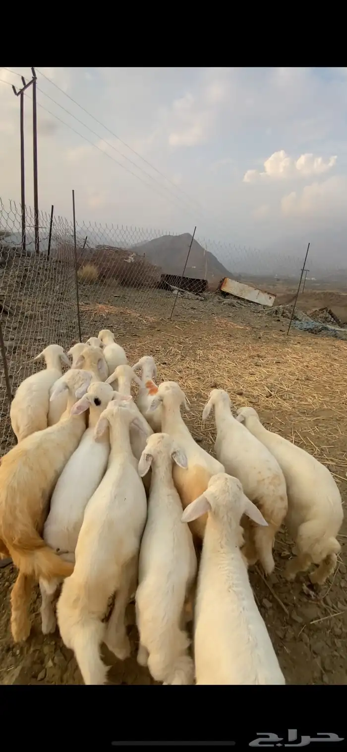 طليان ورخال 0