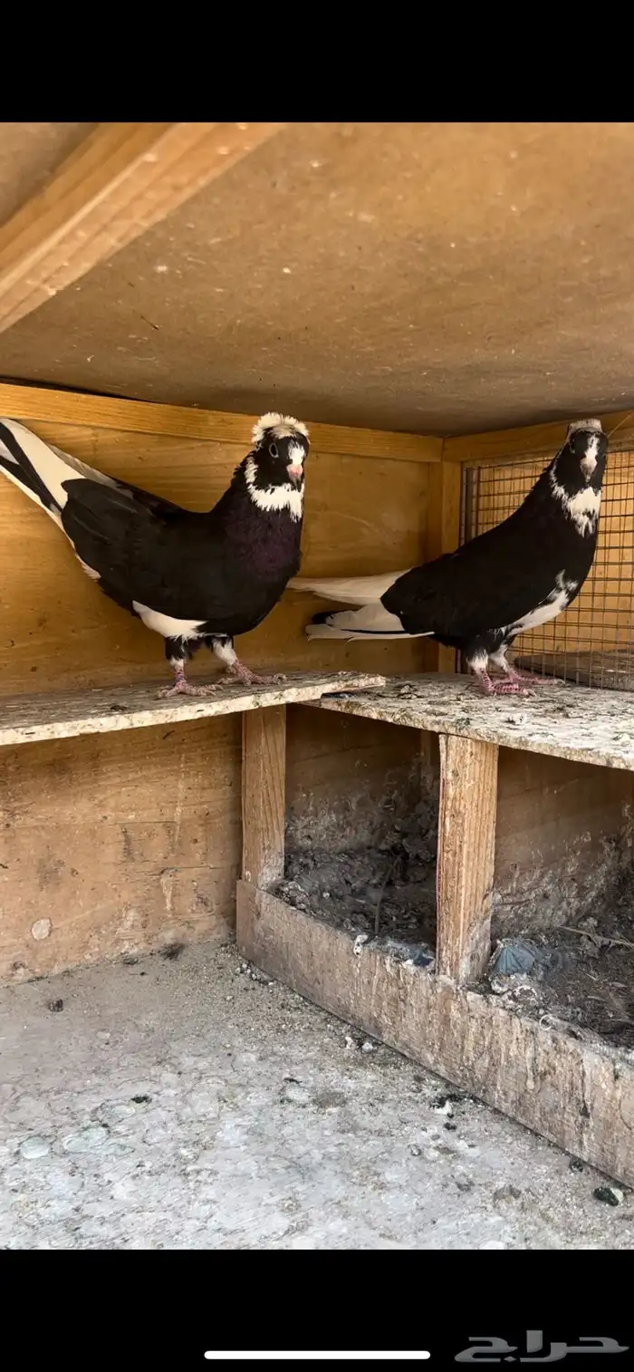 حمام قطيفي للبيع (تم البيع ) 6