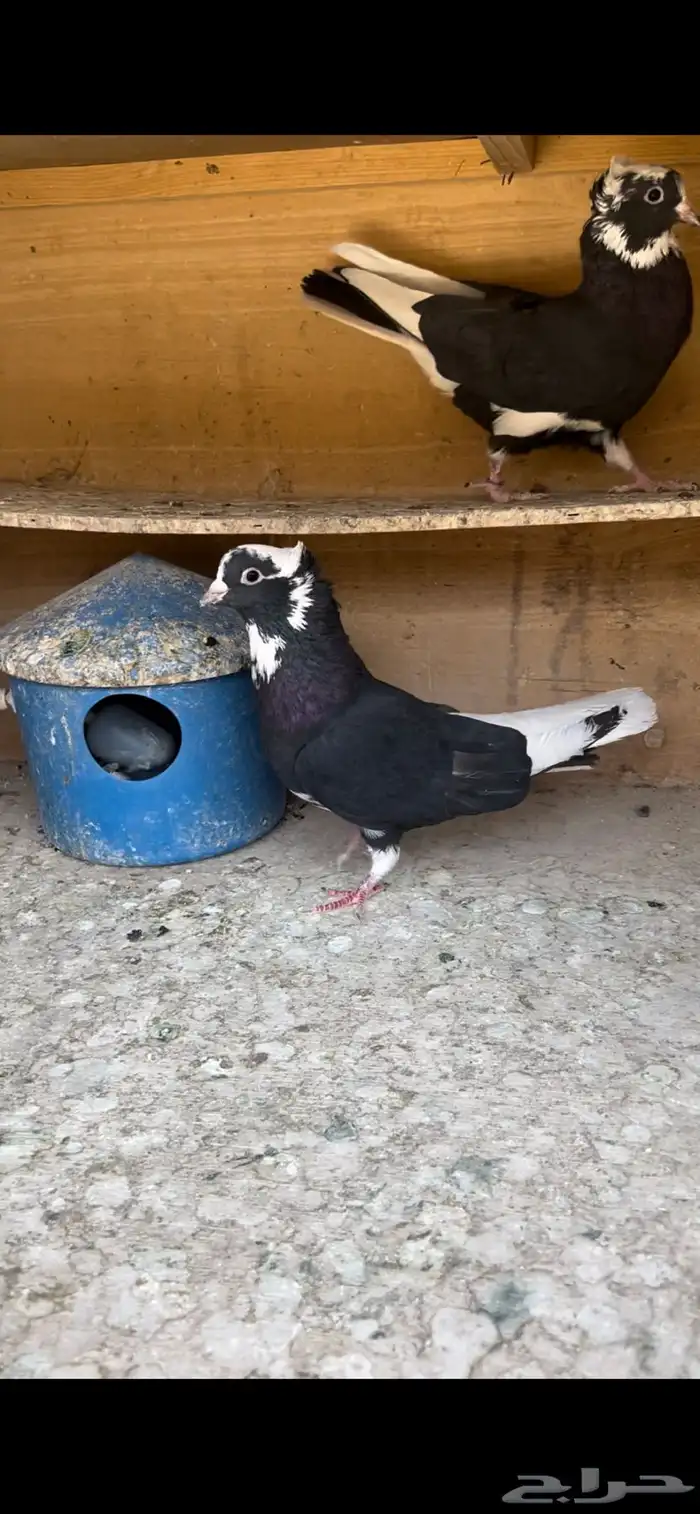 حمام قطيفي للبيع (تم البيع ) 7