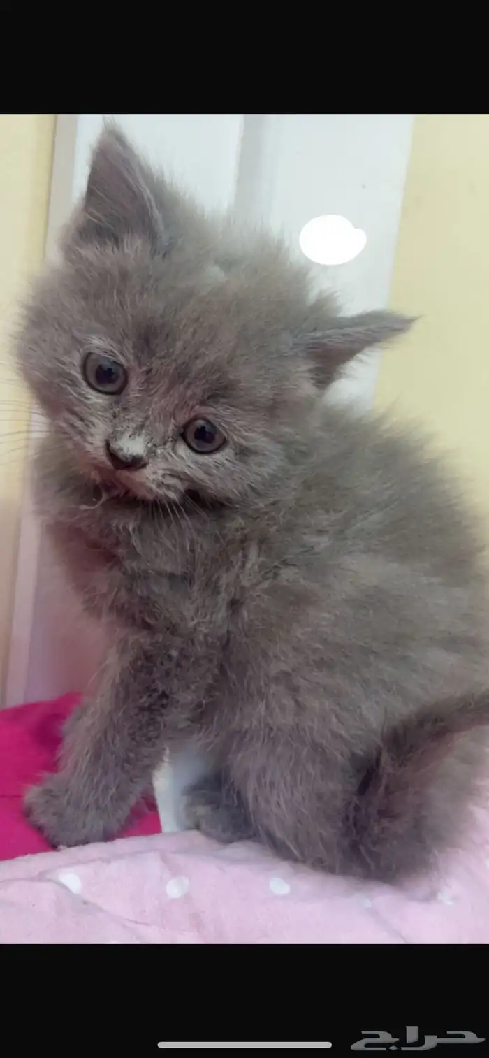 قطط للتبني 11