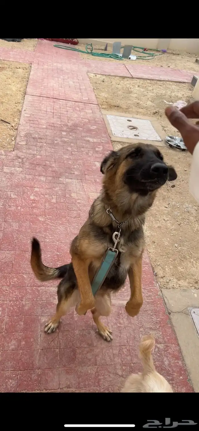 للبيع جيرمن انثى 3