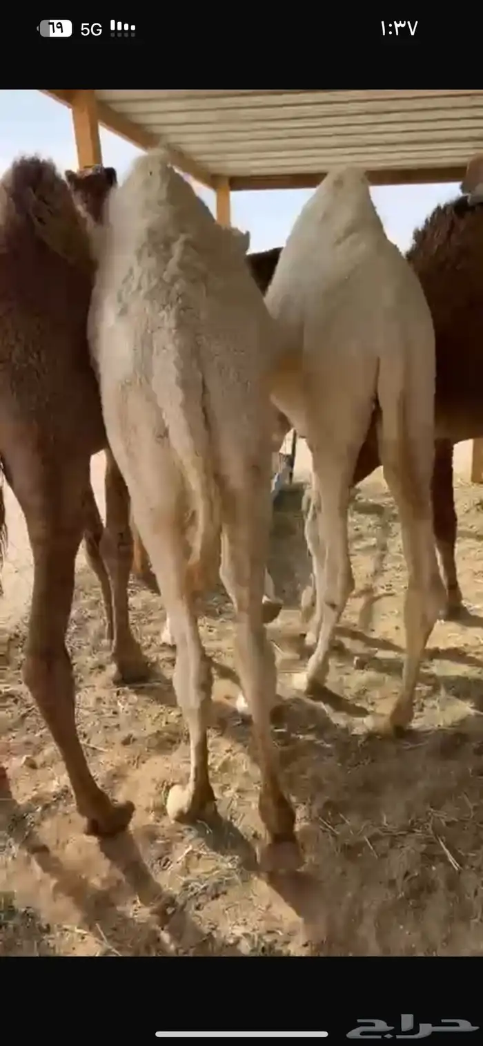 قعدان طايشه على حليب 4