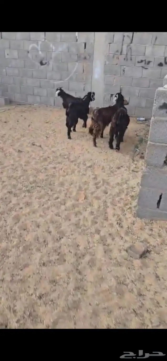 تيوس 2 وجفار 2 العمر 6 اشهر. بريه البيع جمله من 900 ريال 4