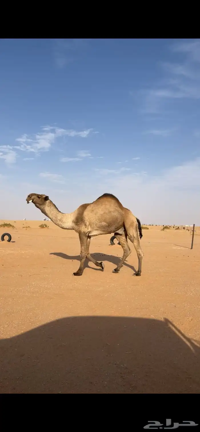 بعير دبياني على بعير فهد الشريع 2