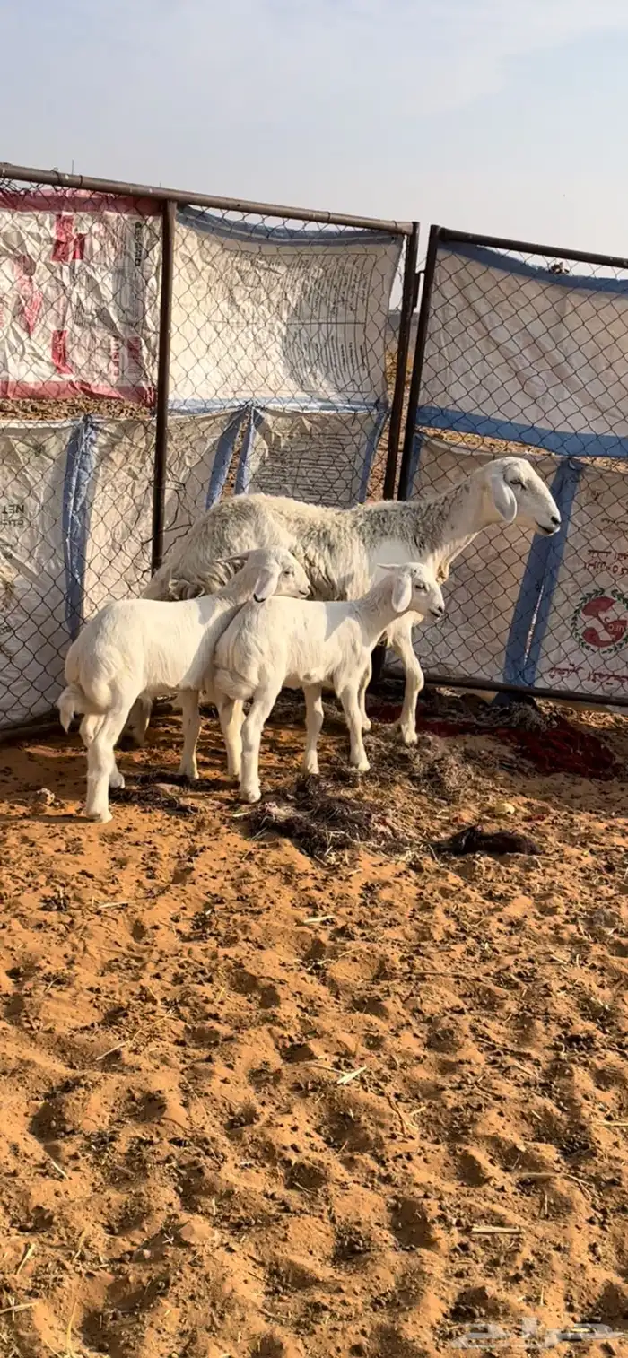 غنم نعيم طيبه مطافيل سن وديد شرط صحات وروم 1