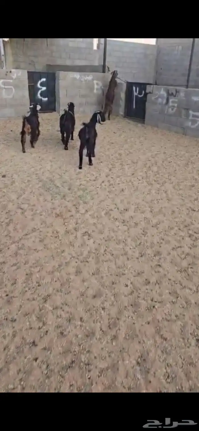 تيوس 2 وجفار 2 العمر 6 اشهر. بريه البيع جمله من 900 ريال 6