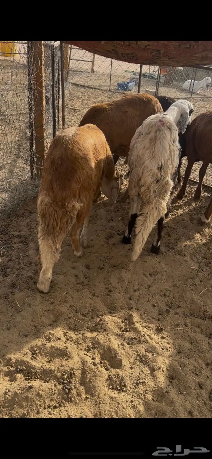 سواكن جذعان طيبه 1