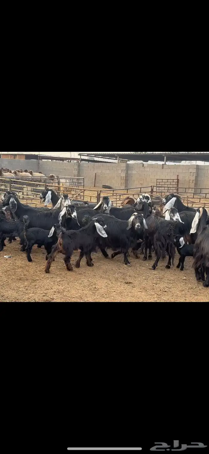 معزا عوارض مطافيل 3