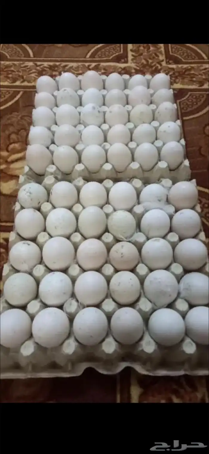 بيض بط جامبو مخصب للفقاسات ممتاز جدا نسبة التخصيب ممتازة 2