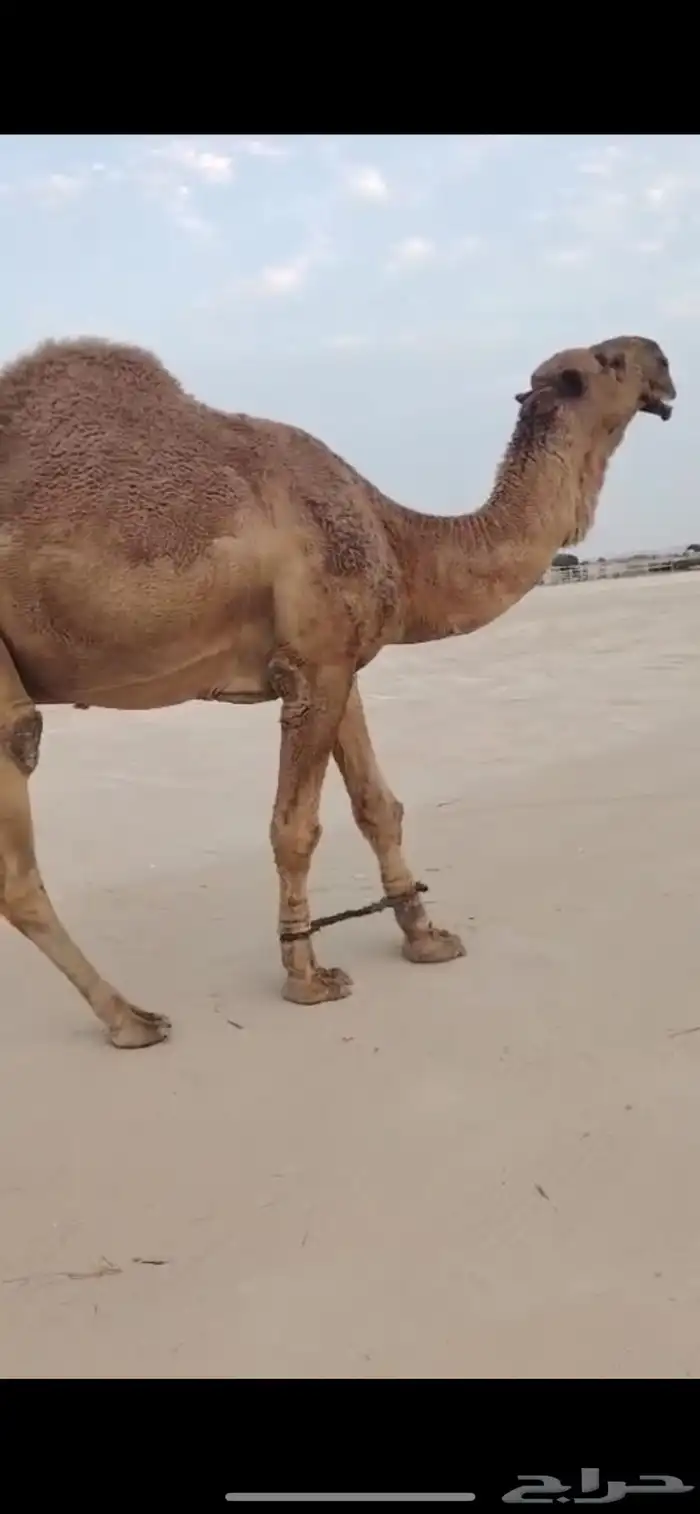 بعير اشعل كفو 0