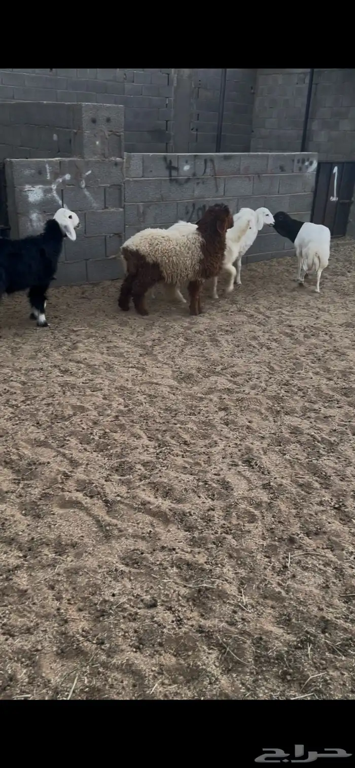 خرفان 3 ورخال 2. العدد الكل 5 العمر 5 اشهر جمله من 1050ريال 1