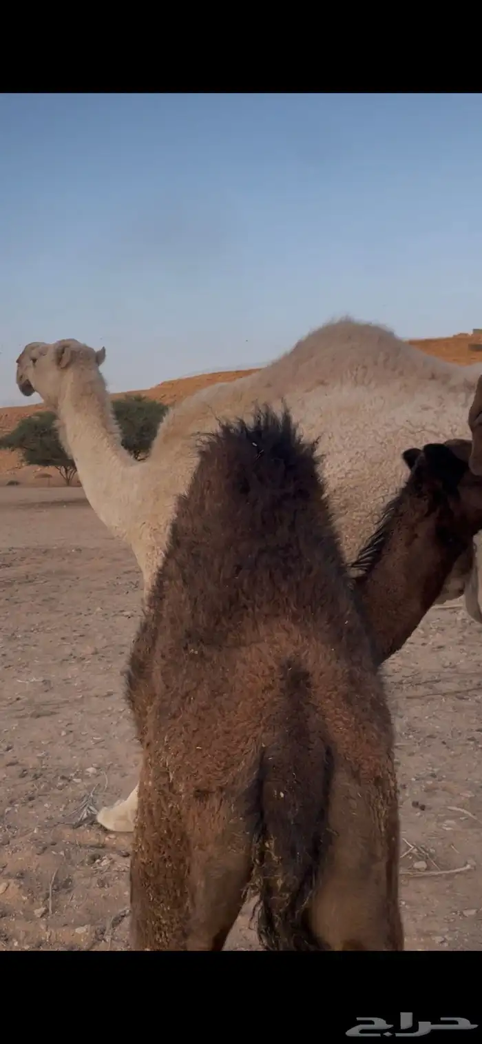 قعود مجهم طايش عمره 5 شهور 1