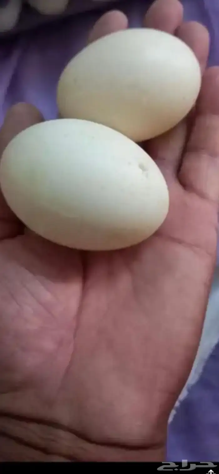 بيض بط جامبو مخصب للفقاسات ممتاز جدا نسبة التخصيب ممتازة 4