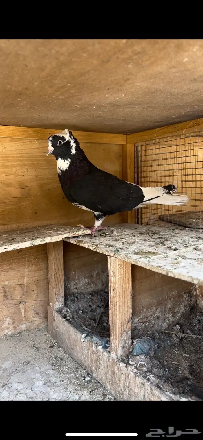 حمام قطيفي للبيع (تم البيع ) 11