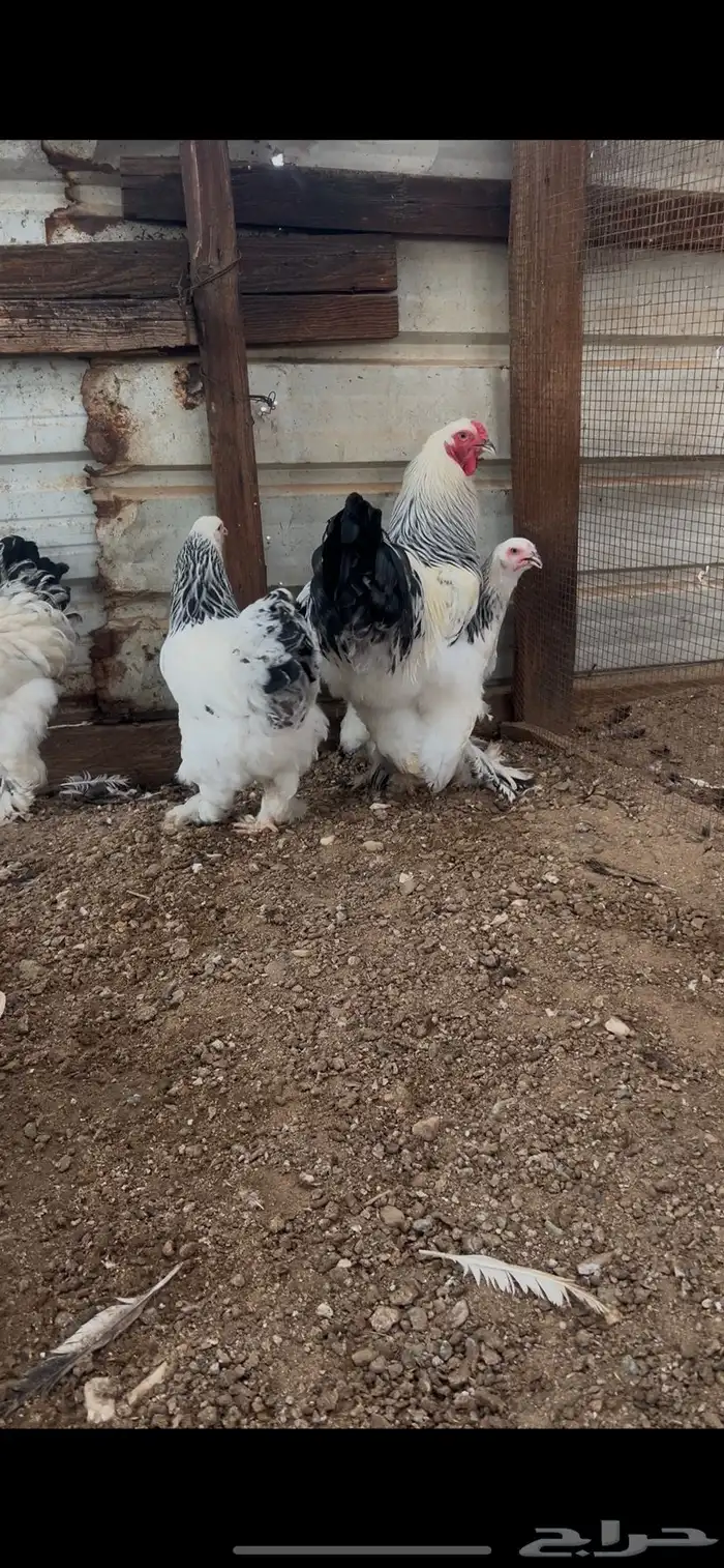 طقم برهما كلمبي كونك 2