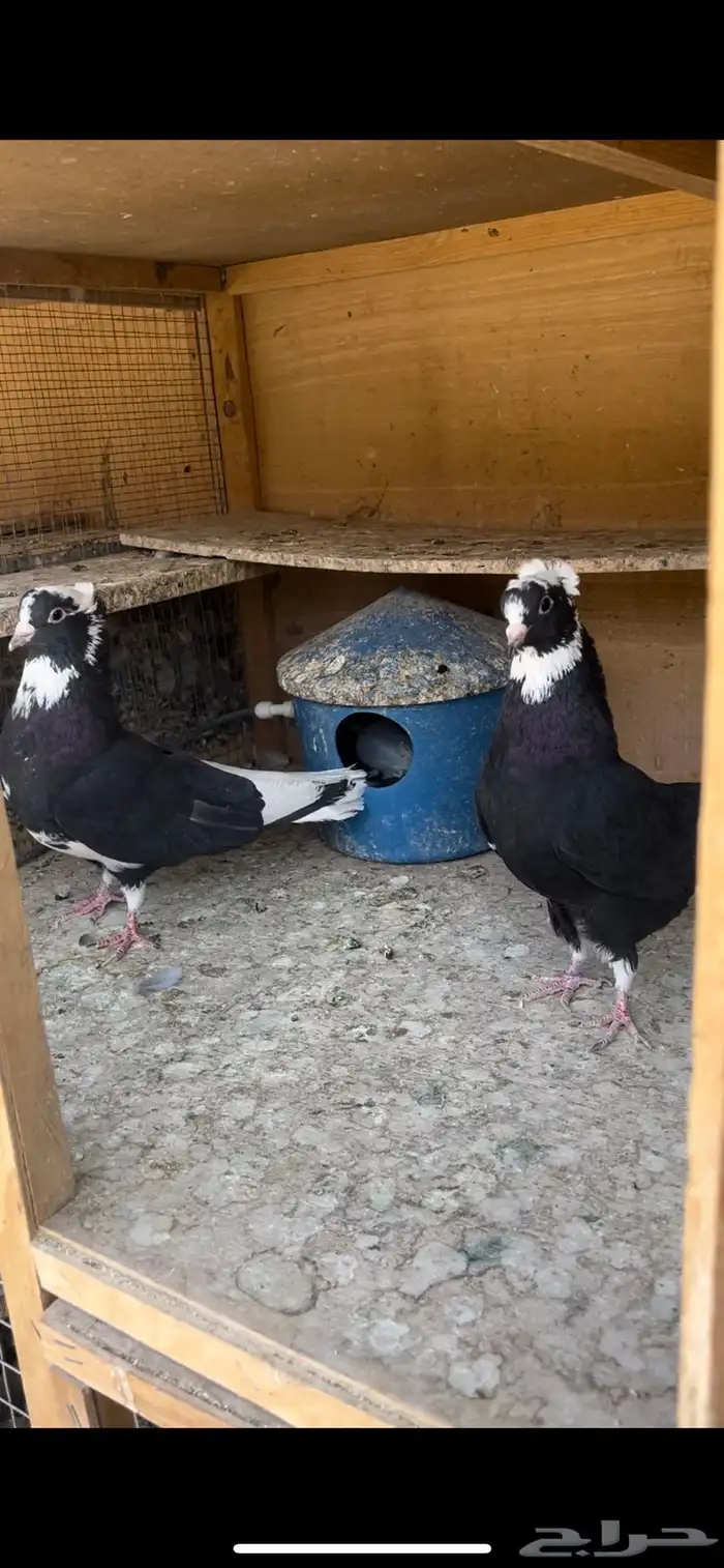 حمام قطيفي للبيع (تم البيع ) 9