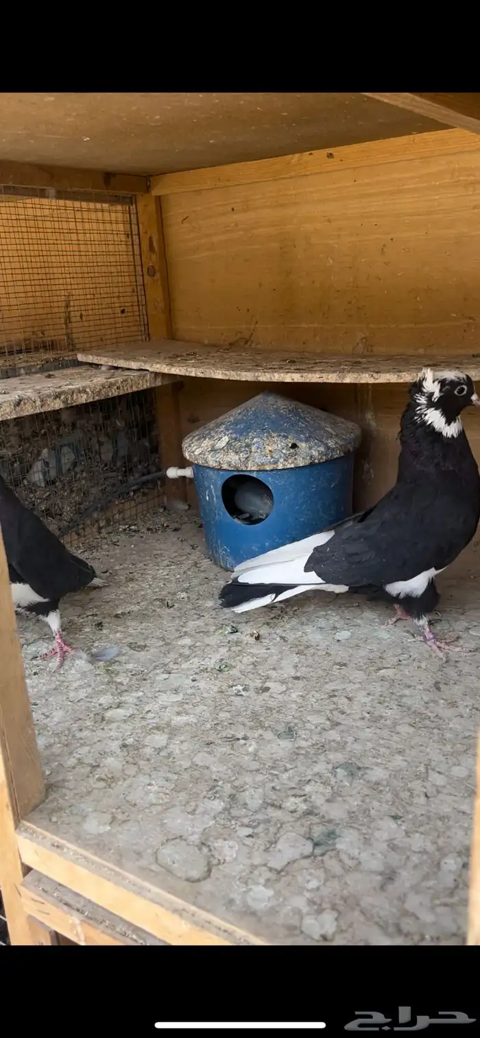 حمام قطيفي للبيع (تم البيع ) 10