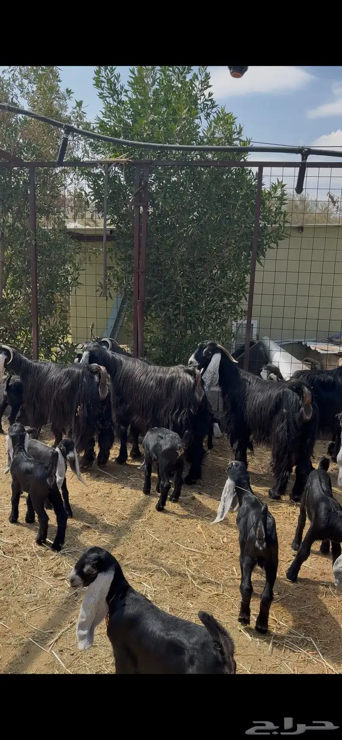 معزا عوارض صنف متاويم 2