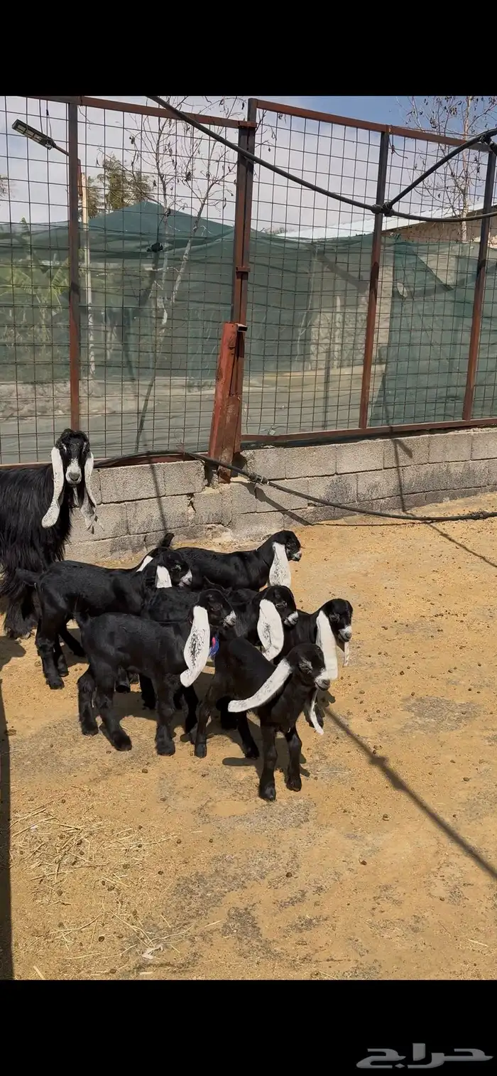 معزا عوارض صنف متاويم 7