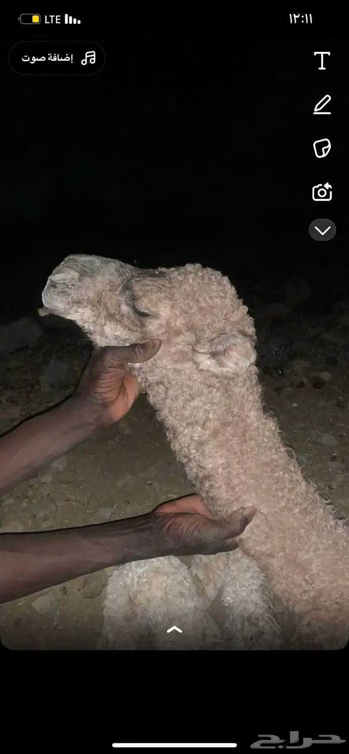 فحل بكستاني أشعل منتج 2