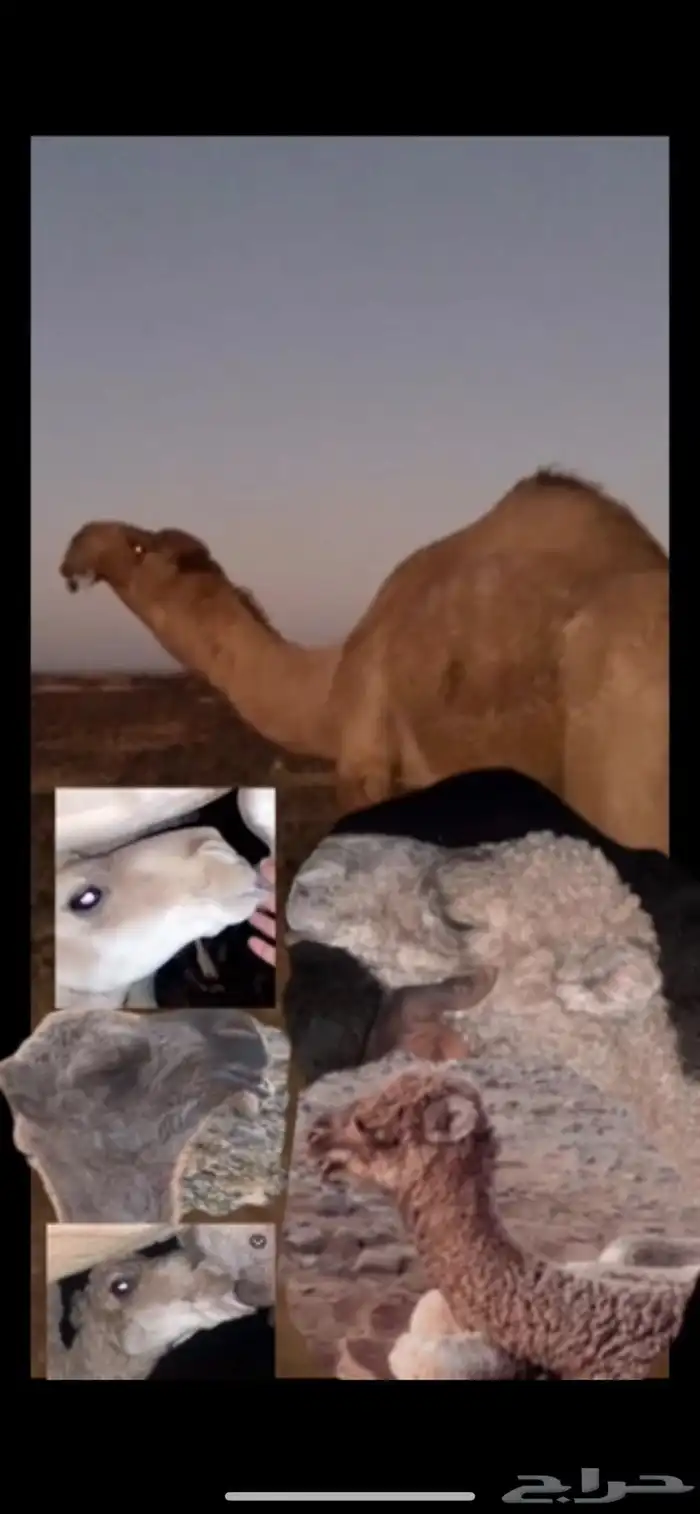 فحل بكستاني أشعل منتج 1