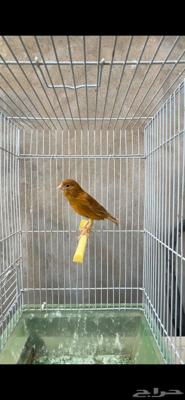 ماشاءالله أنثى جاهزه 0