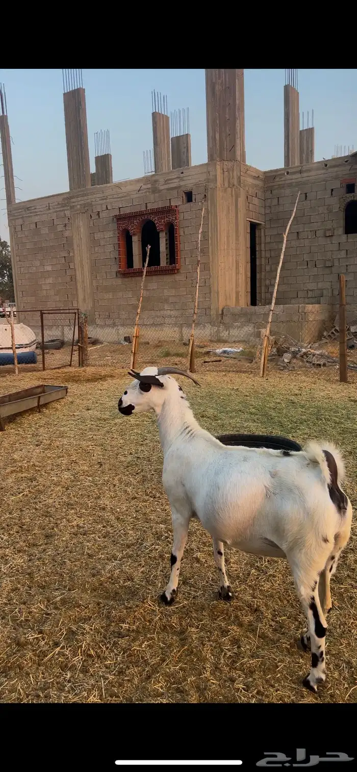 معزا بيشيات صنف 1