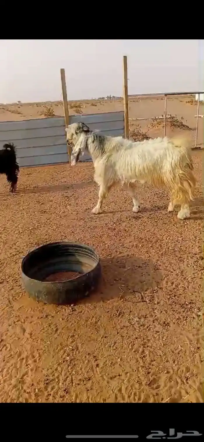 تيس مشروك فاخر 0