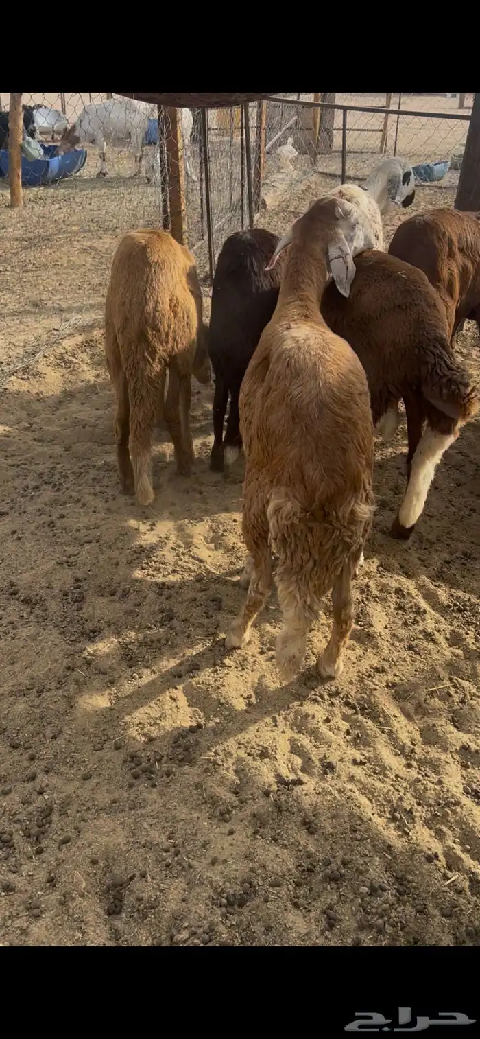 سواكن جذعان طيبه 0