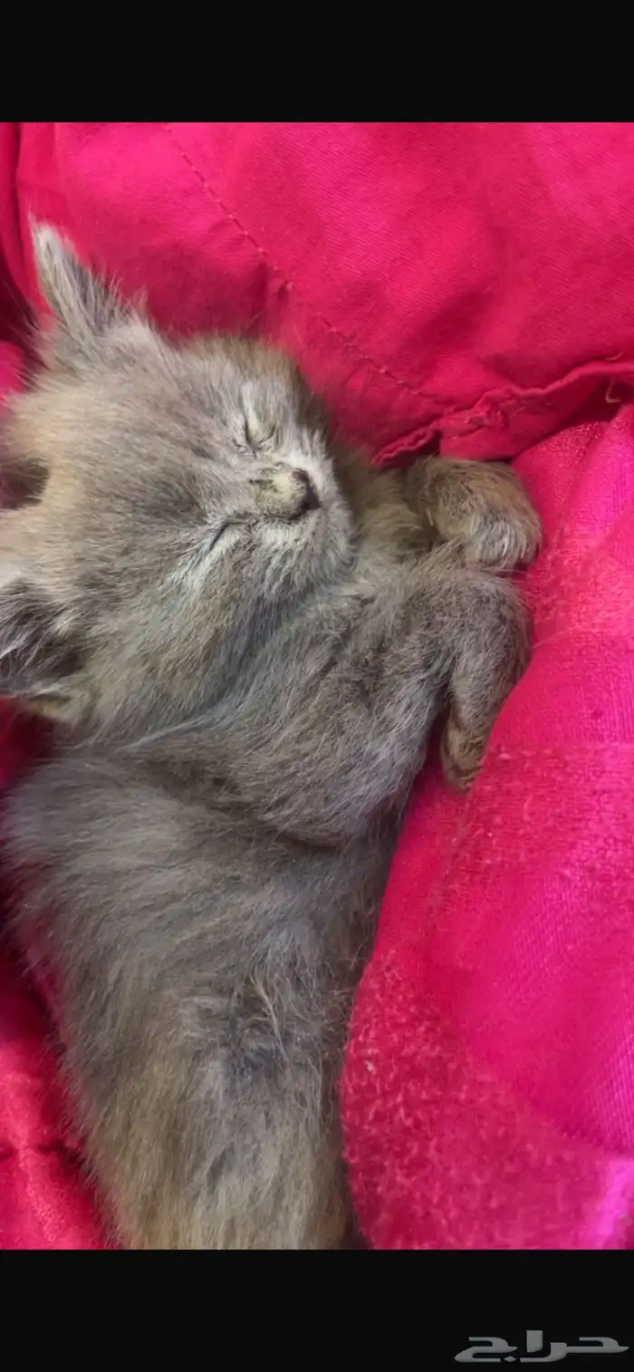 قطط للتبني 10