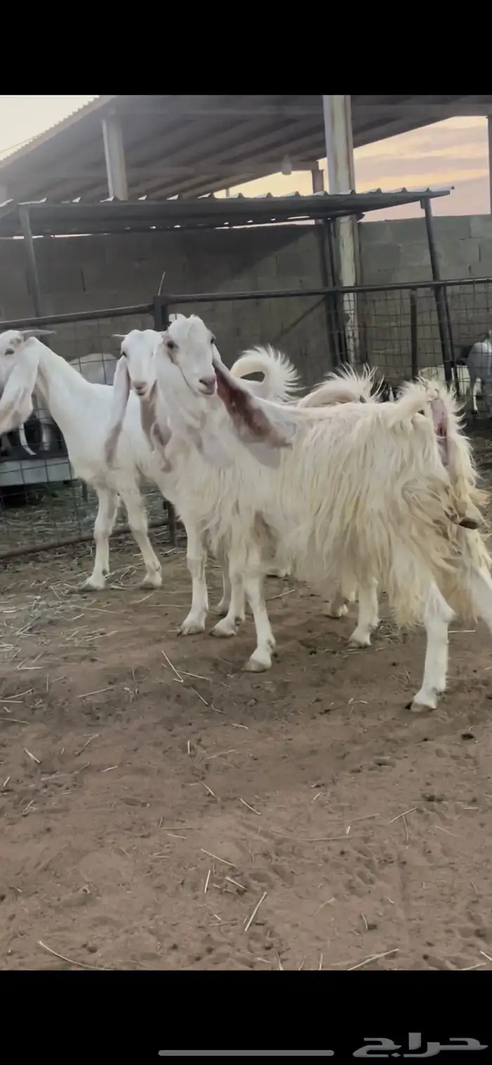 معزاء دفيع 0