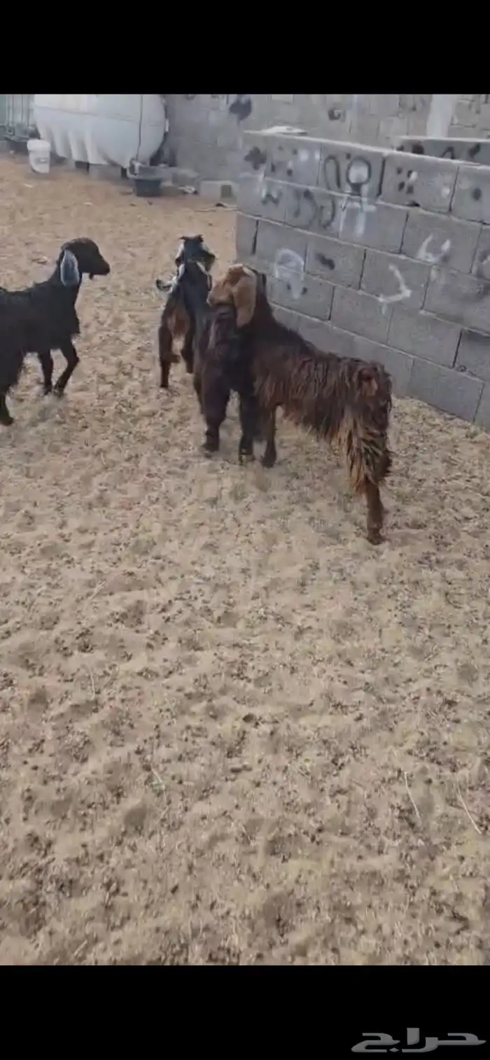 تيوس 2 وجفار 2 العمر 6 اشهر. بريه البيع جمله من 900 ريال 1