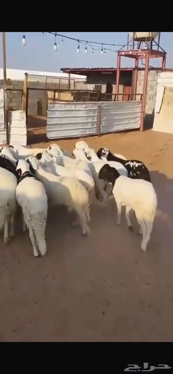 سواكن مرابي 4 شهور 0