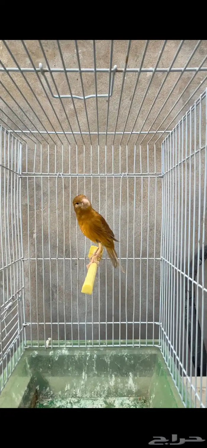 ماشاءالله أنثى جاهزه 3