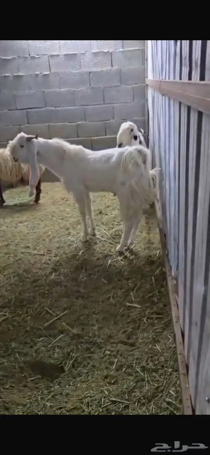 تيس هولندي 0