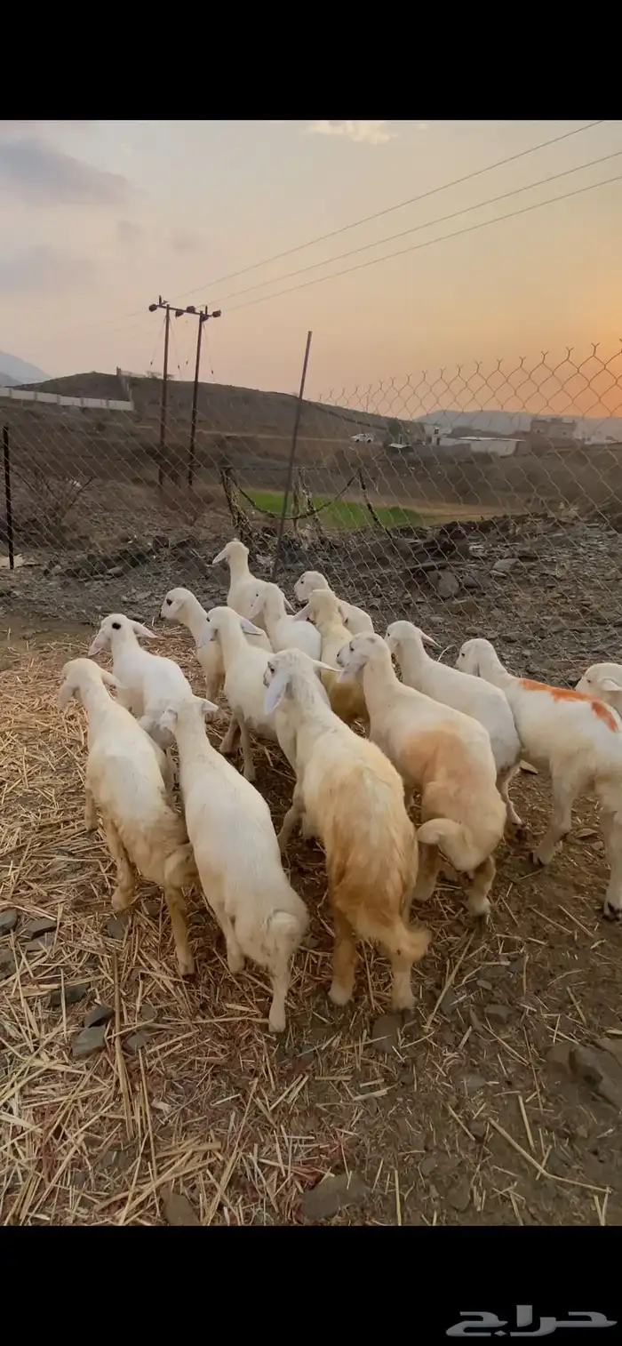 طليان ورخال 2