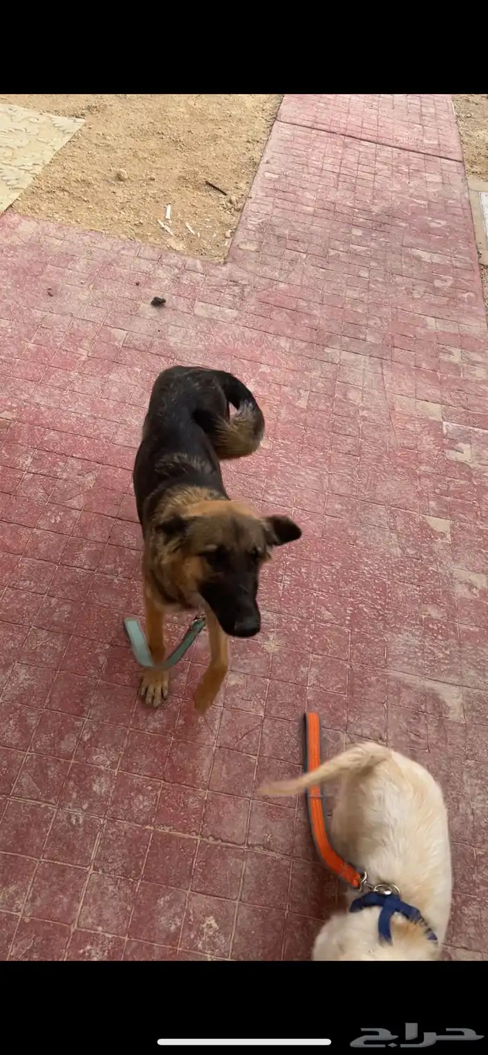 للبيع جيرمن انثى 0