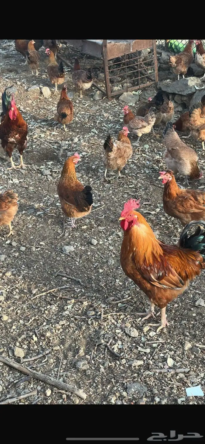 فروخ دجاج فرنسي جانبو 0