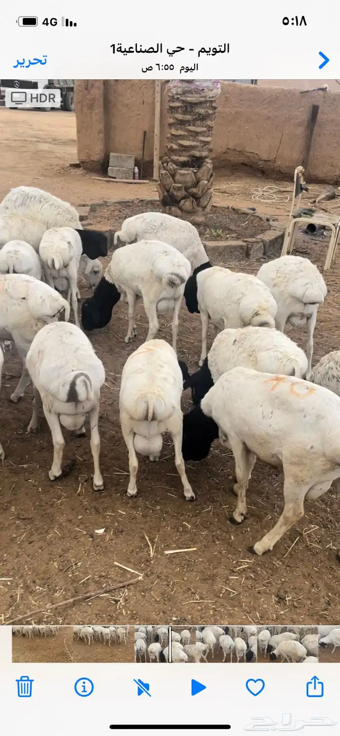 برابر مرابي جذعان 1