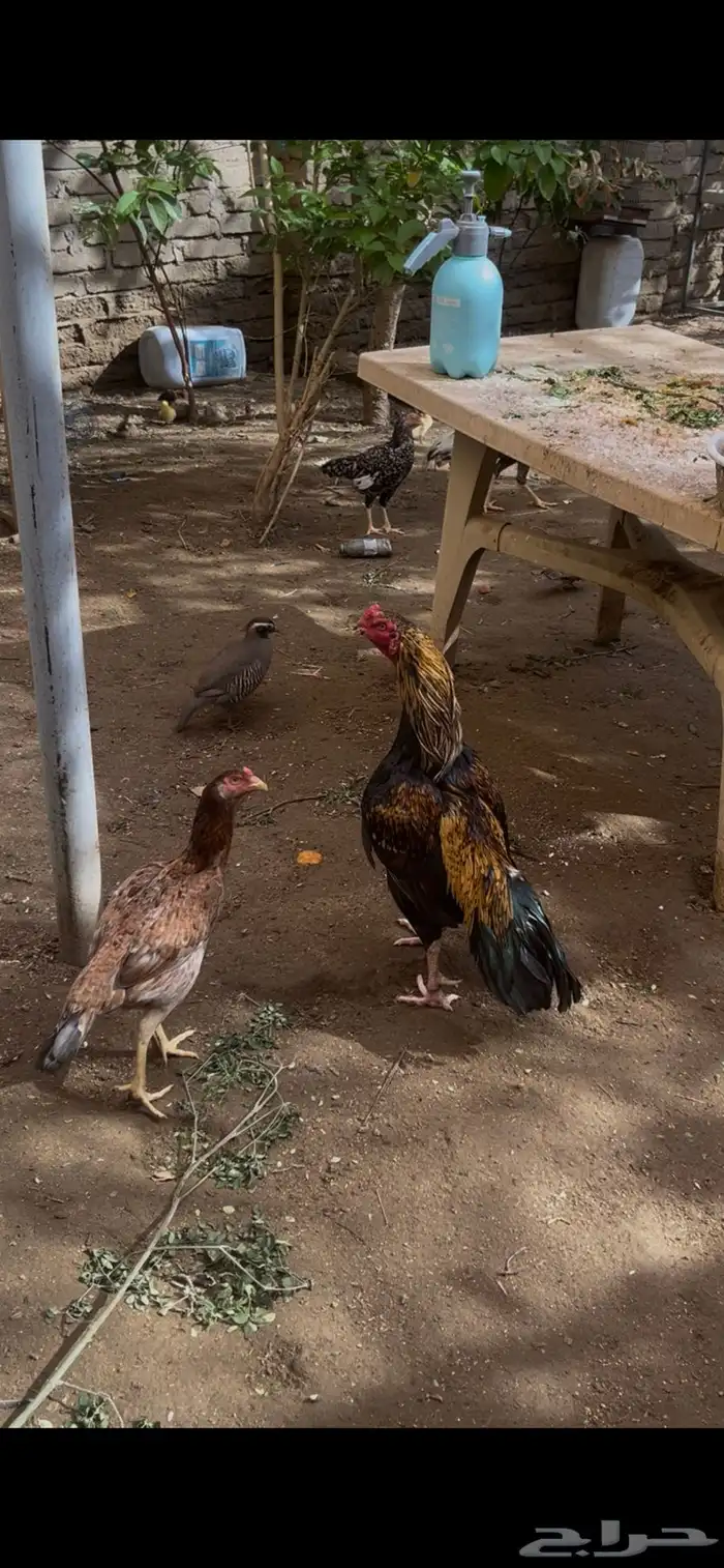 ديك ودجاجه ميوالي بيور 0